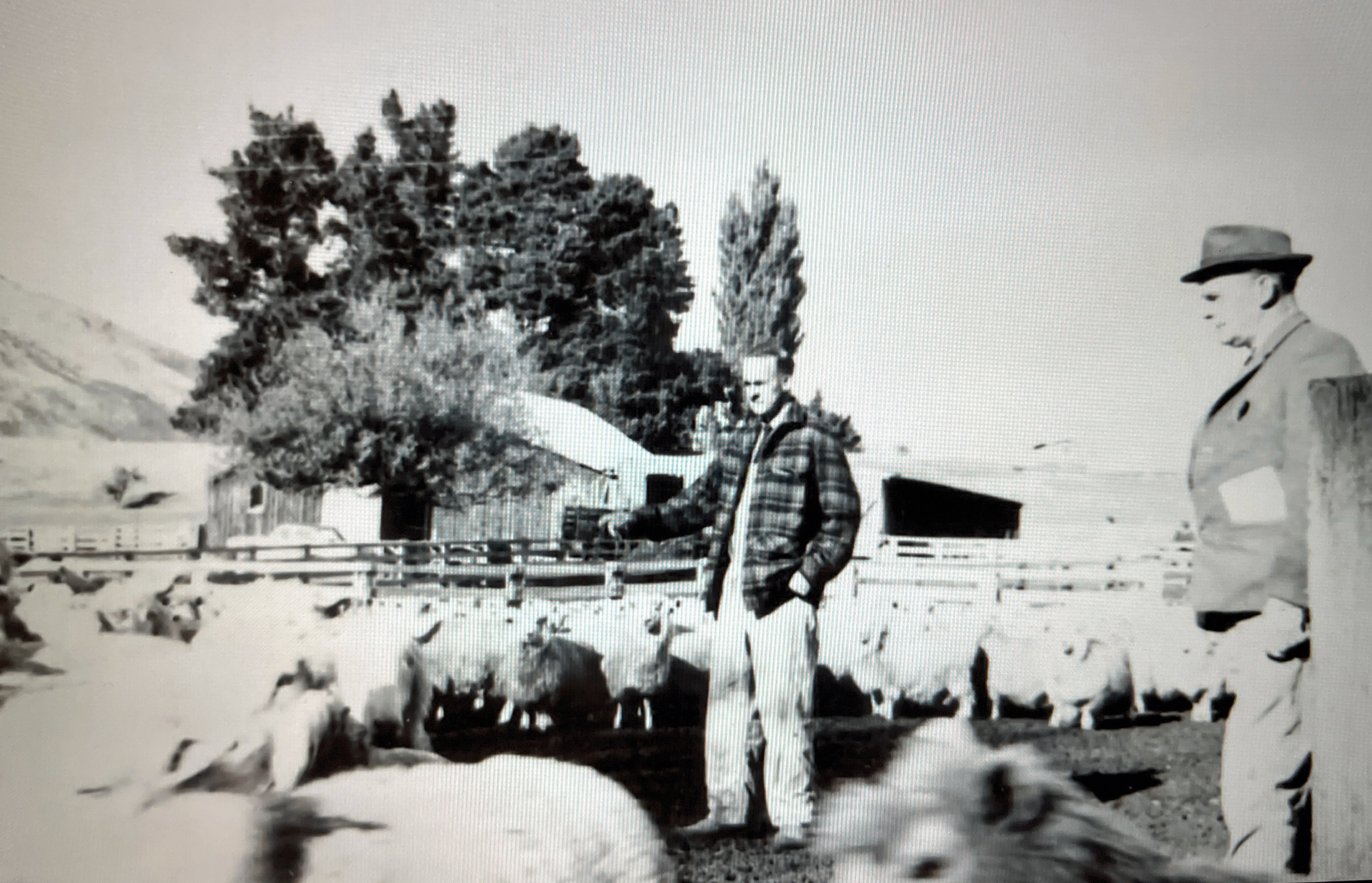 Central Otago sheep country — a historic yarding of the flock