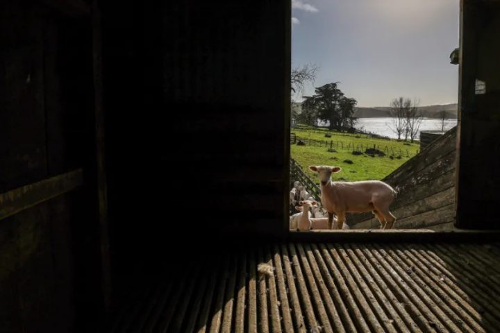 A shorn ewe in a woolshed doorway, from the Sourcing Journal article
